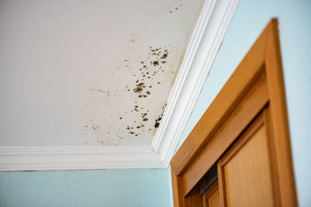 Professional Mold Removal in Arlington, GA