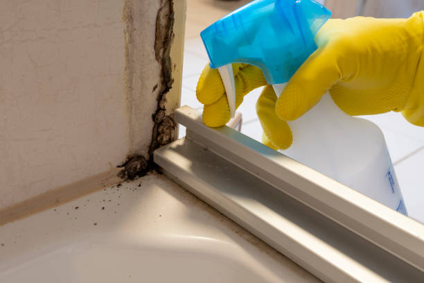 Best Affordable Mold Removal  in Arlington, GA